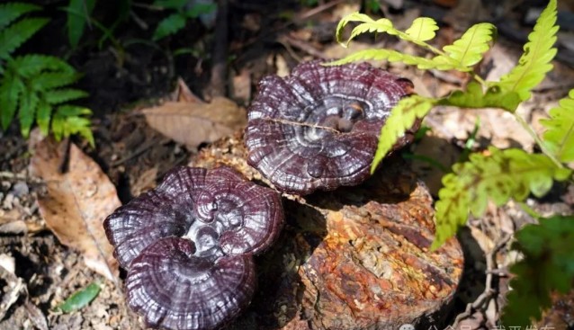 福建武平創(chuàng)新靈芝種植模式