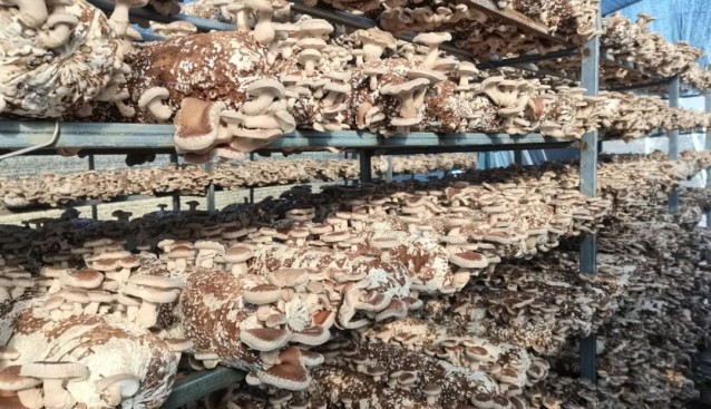 甘肅兩當左家鄉(xiāng)：“小群體”開出“致富花”，香菇豐收