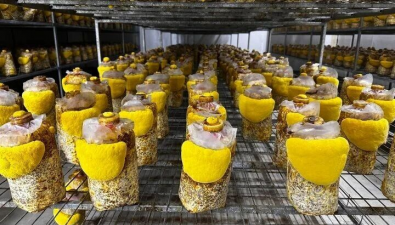 浙江杭州：成功馴化珍稀菌菇