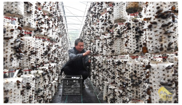 甘肅清水縣：預計發(fā)展菌棒2000萬棒