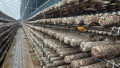 內(nèi)蒙古：日光溫室種蘑菇，循環(huán)經(jīng)濟“菇”力足