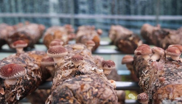 甘肅崇信：小香菇結“碩果”，菇農(nóng)喜領分紅