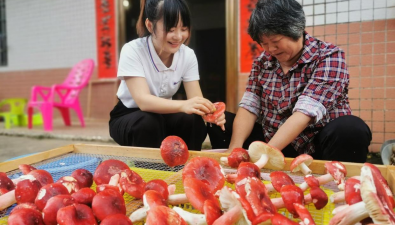 廣西浦北縣：紅椎菌撐起億元大產(chǎn)業(yè)