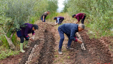 重慶合川：天佑村“油橄欖+食用菌”，一地兩用多收