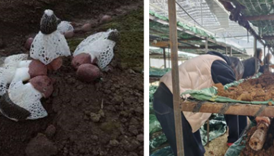 云南：香格里拉市紅托竹蓀首次試種成功