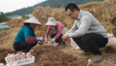 滬明合作：“申球2號”大球蓋菇新品種為傳統(tǒng)菌業(yè)注入活力