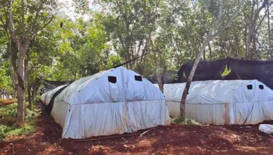 海南橡膠林成功引種紅托竹蓀，林下經(jīng)濟產(chǎn)值突破千萬元