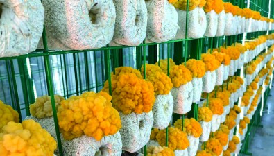 山東臨清：以鄉(xiāng)村振興為引領(lǐng)，科技創(chuàng)新為驅(qū)動，推動金耳產(chǎn)業(yè)高質(zhì)量發(fā)展