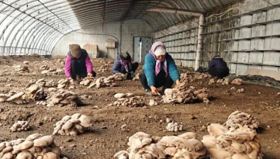 吉林安圖縣：大棚靈芝菇喜獲豐收