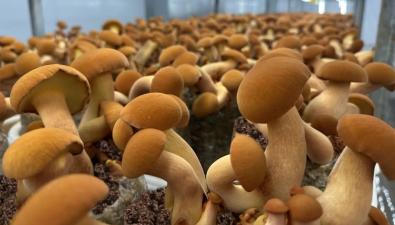 菌視界獲國家發(fā)明專利授權(quán)，加速布局牛肝菌人工栽培新篇章