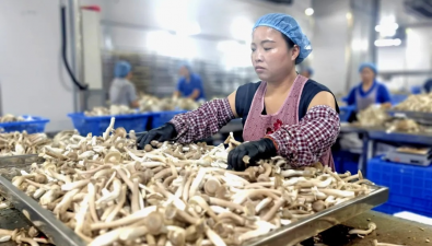 貴州品品鮮工廠化鹿茸菇項目一期完成建設(shè)，日均裝瓶量達(dá)9.5萬瓶