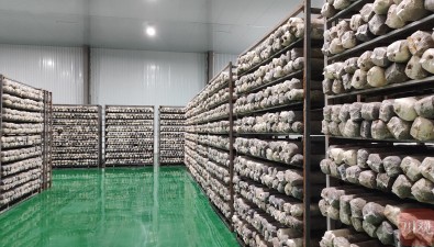 四川壤塘高原食用菌產業(yè)有了“最強大腦”