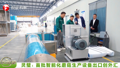 安徽靈璧：楊疃鎮(zhèn)智能菌菇設備闖國際市場