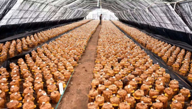 桑黃品種“吉黃1號(hào)”獲吉林省非主要農(nóng)作物品種認(rèn)定