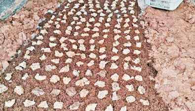 四川：內(nèi)江市試種竹蓀，預(yù)計(jì)明年3月采收