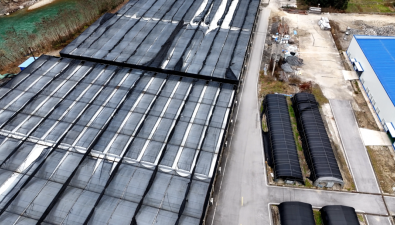 陜西留壩縣：羊肚菌“口糧”升級，產(chǎn)量提高約10%